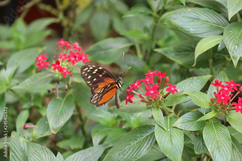 Mariposa en flor árbol planta