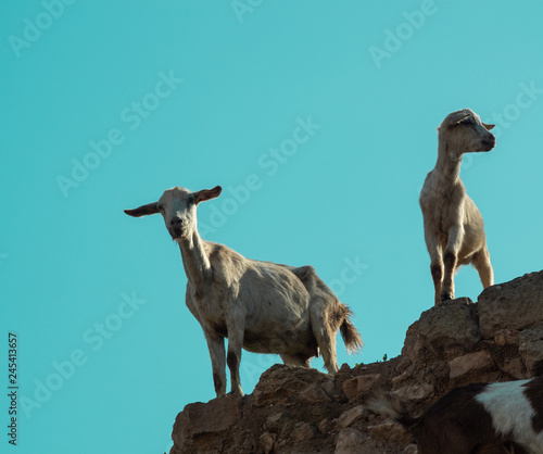 Fototapeta Naklejka Na Ścianę i Meble -  Will Goat and Goats in Morocco