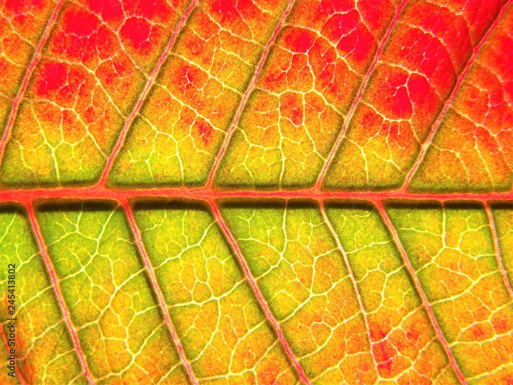 Obraz premium Poinsettia leaf macro (Euphorbia pulcherrima)