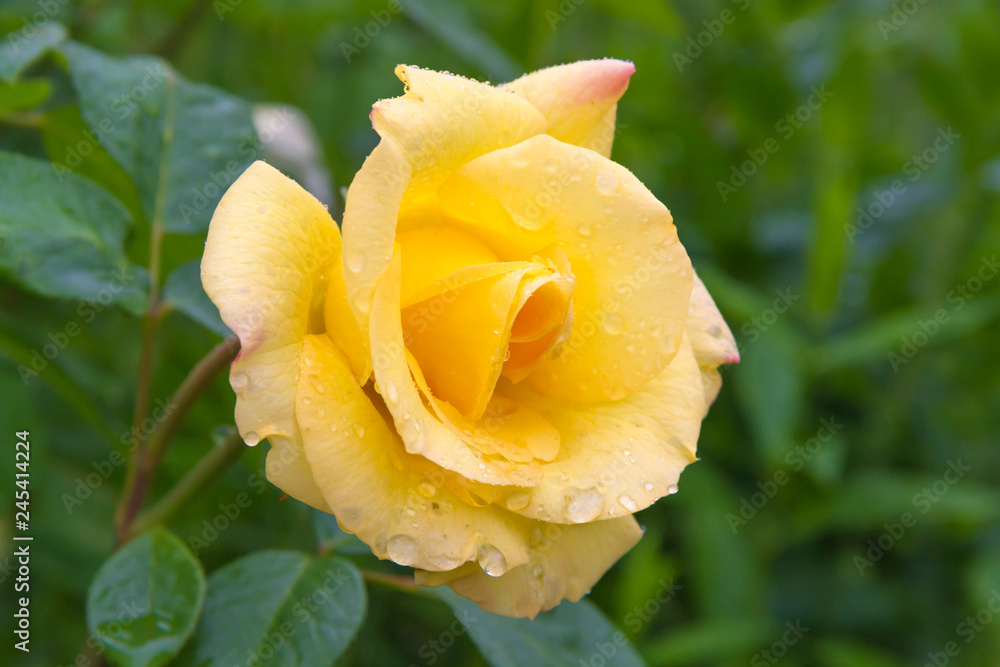 Big drops of rain on the petals of a yellow rose in a summer sunny garden Big drops of rain on the petals of a yellow rose in a summer sunny garden