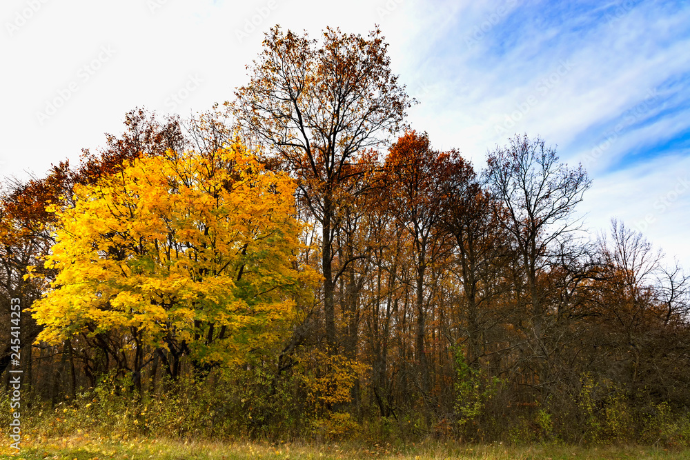 Fototapeta premium Autumn forest, Hungary