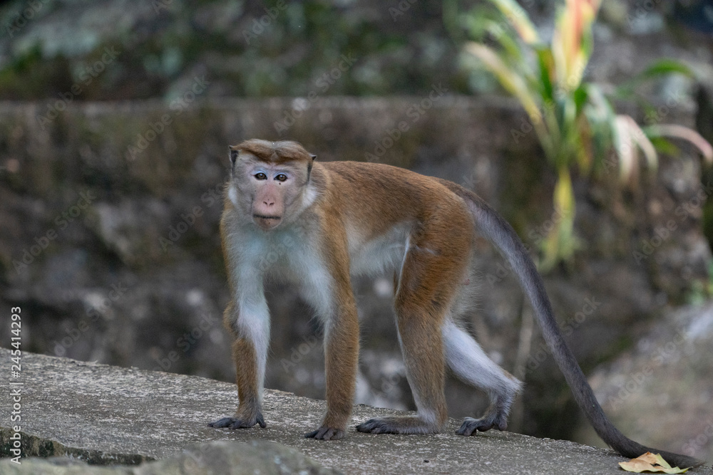Obraz premium Toque Macaque