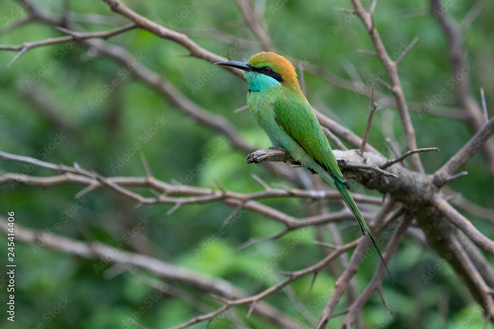 bee-eater on a branch