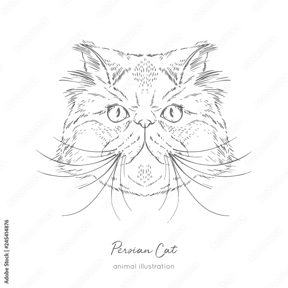 Symmetrical Vector portrait illustration of Persian cat. Hand drawn ink realistic sketching isolated on white. Perfect for logo branding t-shirt coloring book design.
