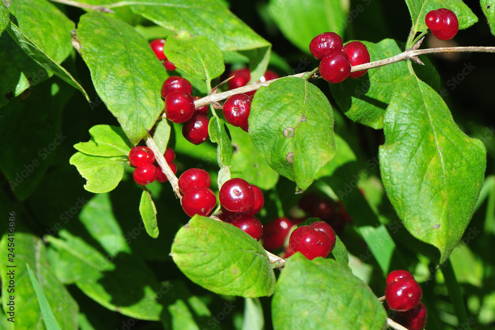 Lonicera xylosteum; Rote Heckenkirsche Lonicera xylosteum; Rote Heckenkirsche
