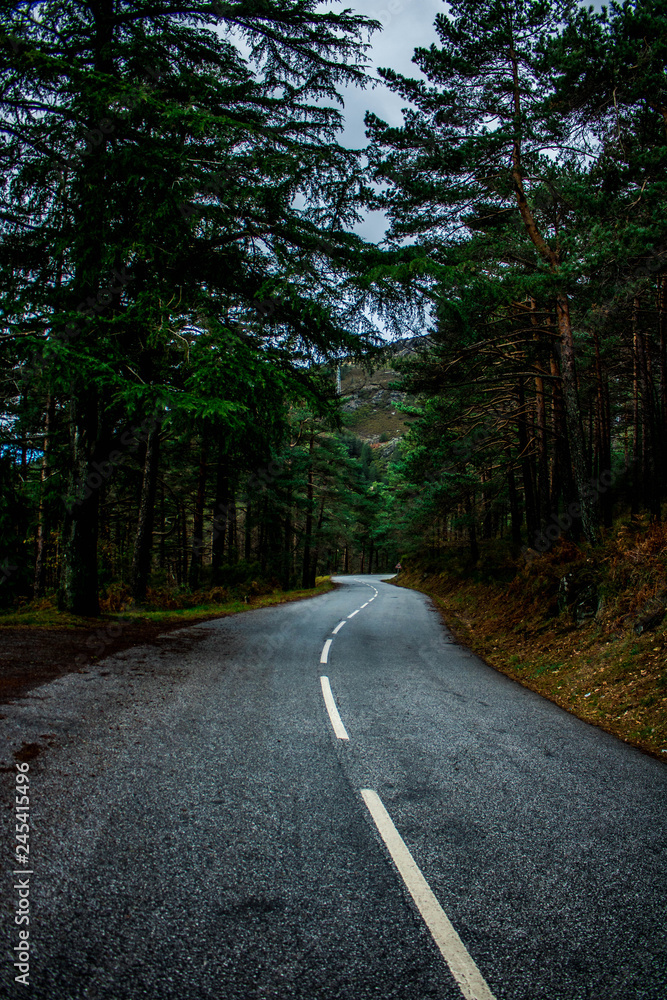 Obraz premium Forest Road