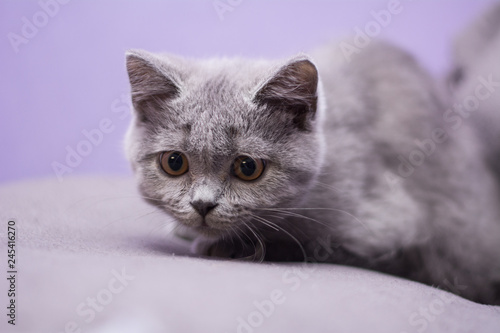 kitten cat Scottish straight, loose fluffy, animal munchkin