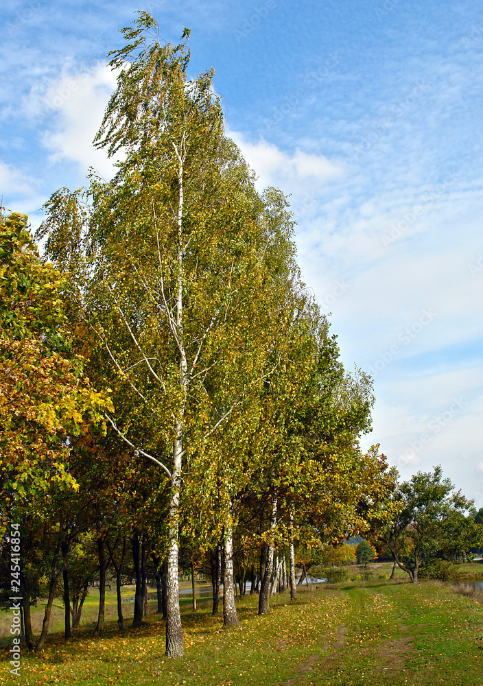 Naklejka premium Landscape with birches