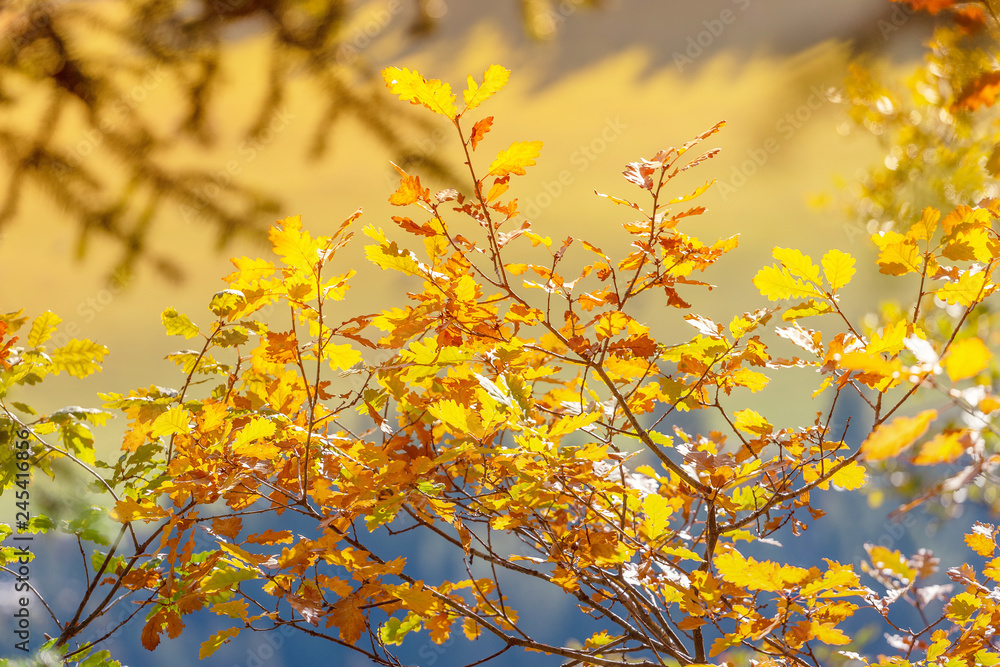 Obraz premium Autumn tree leaves background