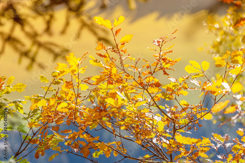 Autumn tree leaves background
