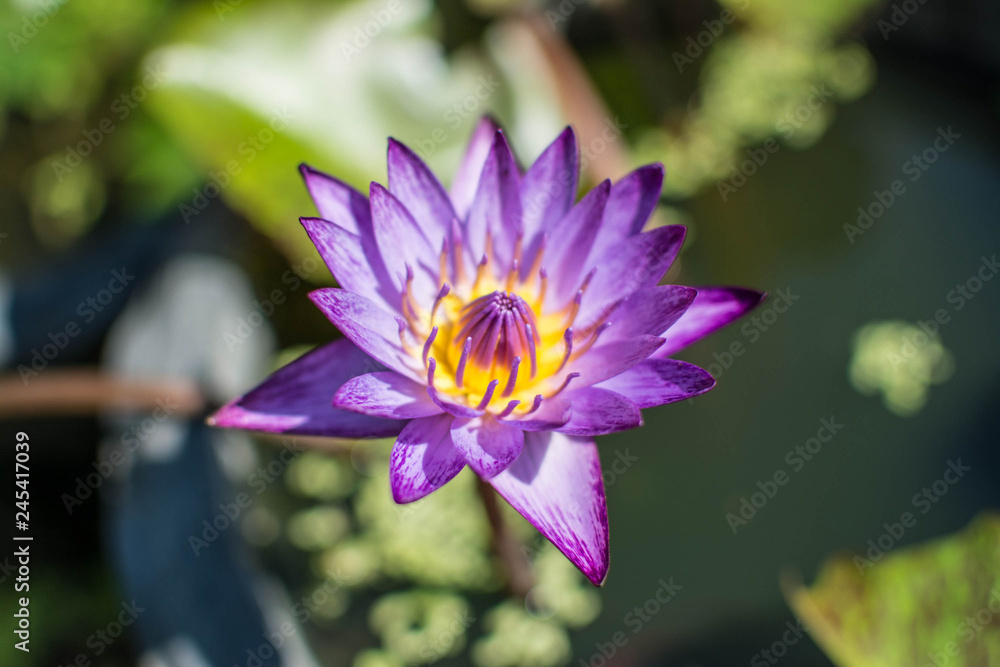 beautiful purple waterlily or lotus flower in pond beautiful purple waterlily or lotus flower in pond