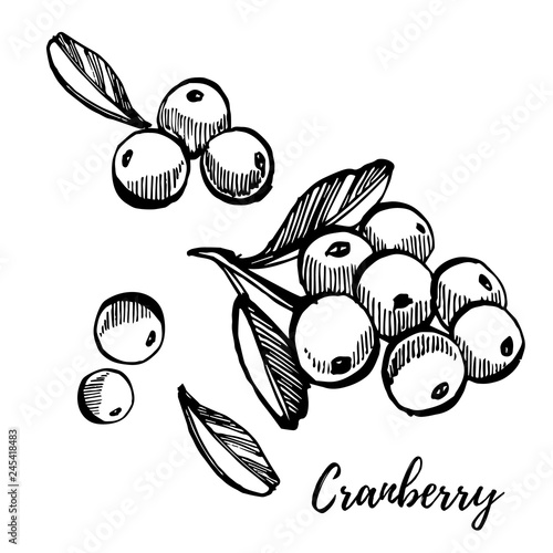 Hand drawn sketch style cranberry illustrations isolated on white background. Fresh food vector illustration.