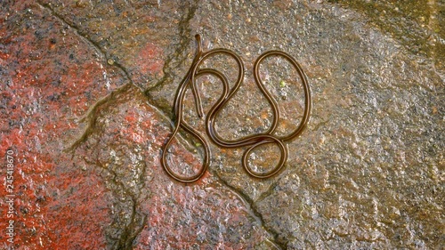 Parasitic horsehair worm (Gordius aquaticus)