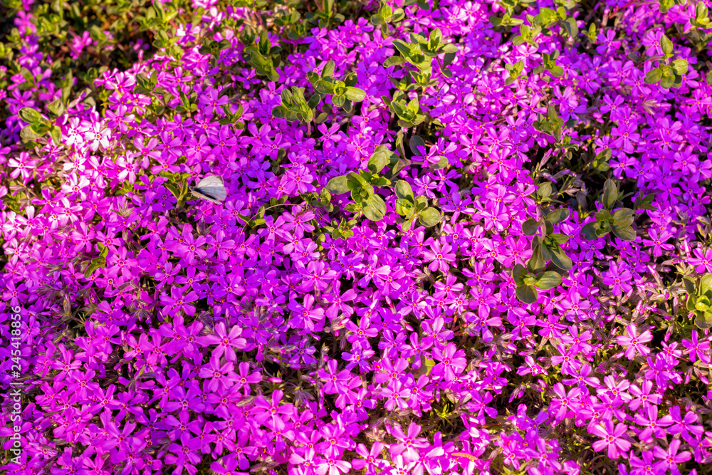 Closeup pink flowers with green leaves in the park outdoor. Beautiful spring blossom under sunlight in the garden and natural background at spring or summer season. Nature concept. Closeup pink flowers with green leaves in the park outdoor. Beautiful spring blossom under sunlight in the garden and natural background at spring or summer season. Nature concept.