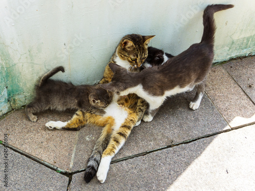Mother cat feeding and taking care of three kittens on stone floor at park kittens drink milk and playing with mom on a sunny spring summer day