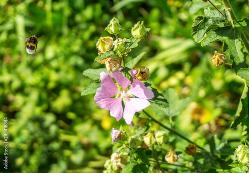 Pink flower closeup in garden with greenery leaves grass on a sunny spring summer day with flying bee around wild nature environment
