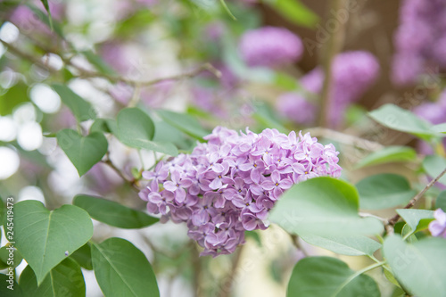 Lila Violett Flieder Blüten vom Fliederstrauch  mit grünen Blättern im Frühling photo