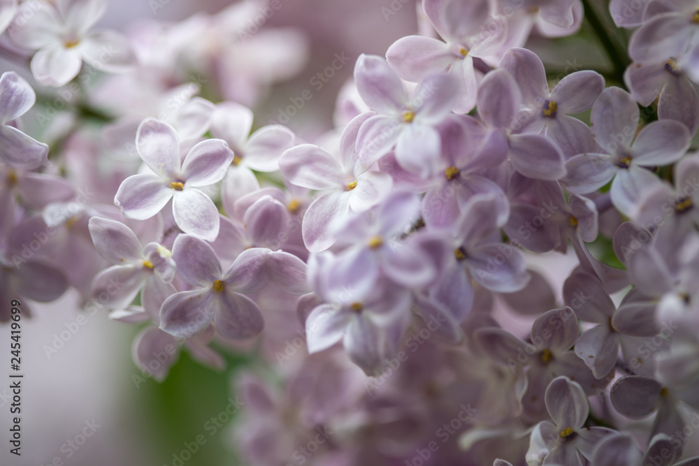 Lila Weiß Violett Flieder Blüten Dolde vom Fliederstrauch in Nahaufnahme im Frühling
