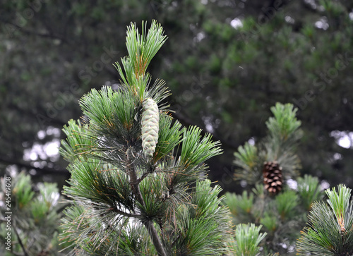 Cone on a branch of a pine rumeliysky (Pinus peuce Griseb.) photo
