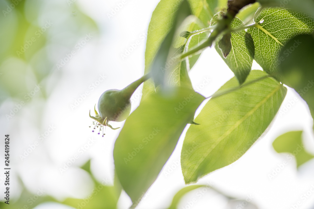 Obraz premium Unreifer Apfel am Obstbaum Zweig im Garten im Frühling Frühsommer