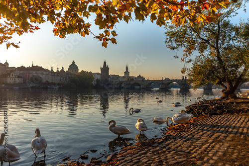 Canvas Print Swans on the river bank in Prague in the early morning