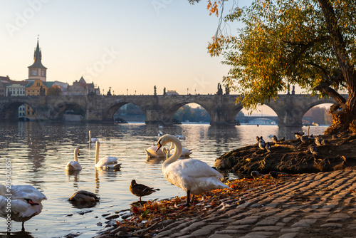 Photography Swans by the river in Prague