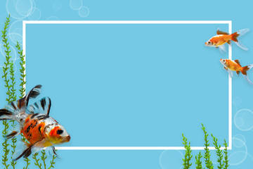 Colourful aquarium fish mock up template with white frame on blue background with copyspace