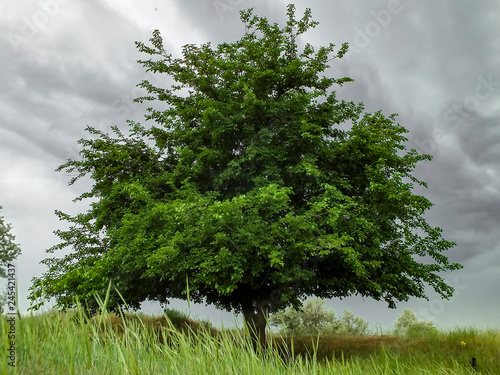 Mulbery tree in steppe before the rain. Dramatic sky.