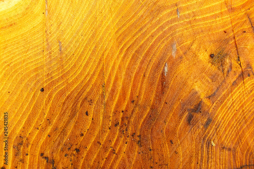Honey locust wooden texture of trunk.