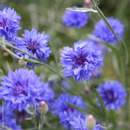 Blue Cornflowers