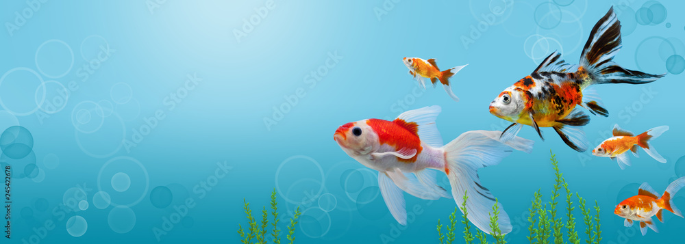 Collage of aquarium gold fish on blue background, banner with copy space,  mock up template Stock Photo | Adobe Stock