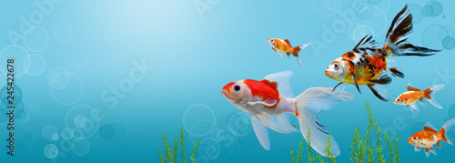 Collage of aquarium gold fish on blue background, banner with copy space, mock up template