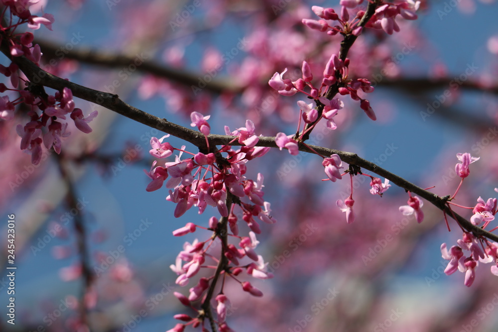 Texas Redbud Texas Redbud