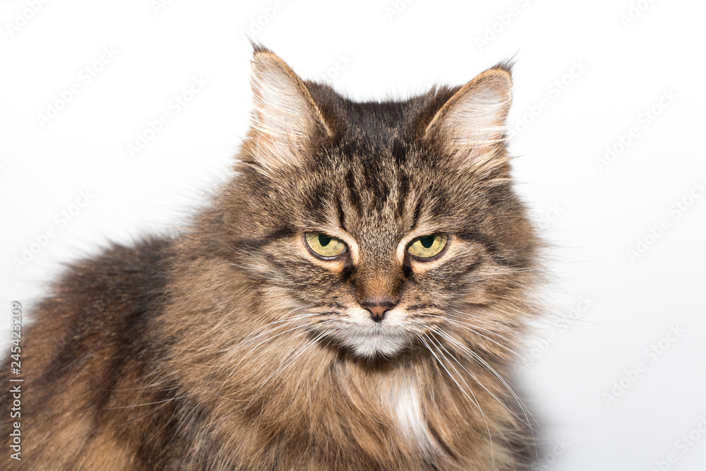 Angry siberian cat on white background Angry siberian cat on white background