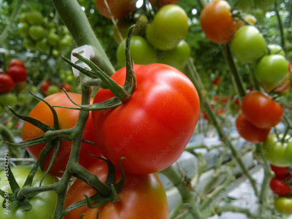 Ripe natural tomatoes growing in a greenhouse. Copy space