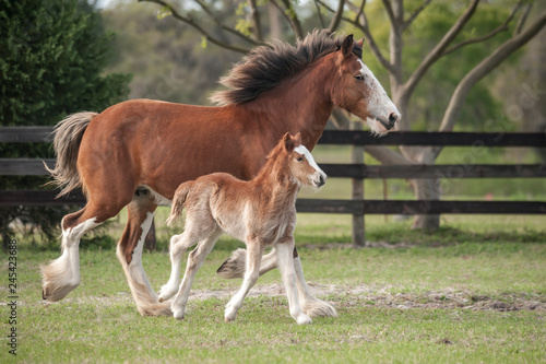 Photography Miniature Clydesdale mare with foal at side