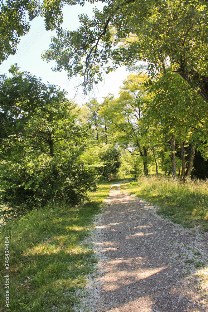 road in the forest road in the forest