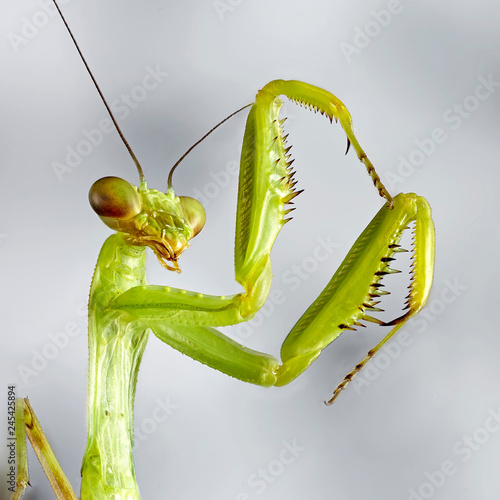 Big crimean mantis. Macro close up stacking image. Insect photo