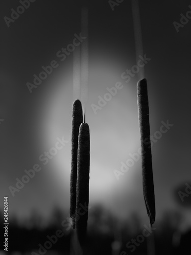 Bullrushes photo