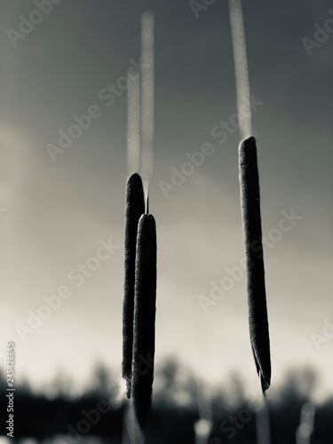 Bullrushes photo