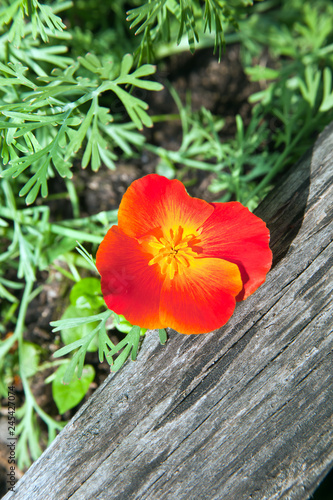Fototapeta Naklejka Na Ścianę i Meble -  Red poppy flower, on the background of a tree