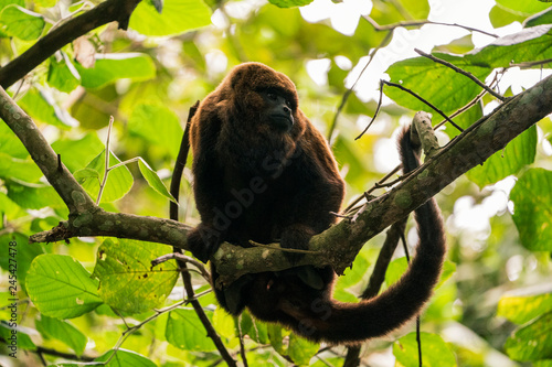 Schilderij op canvas Bugio na Serra da Cantareira, São Paulo, Brasil