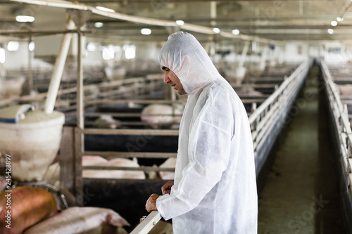 Veterinarian in pigs indoors farm, production of red meat