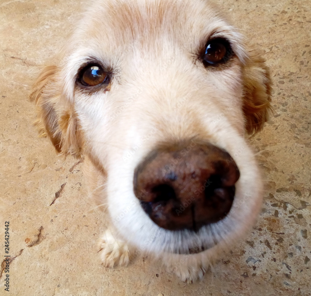 Fototapeta premium Melhor amigo