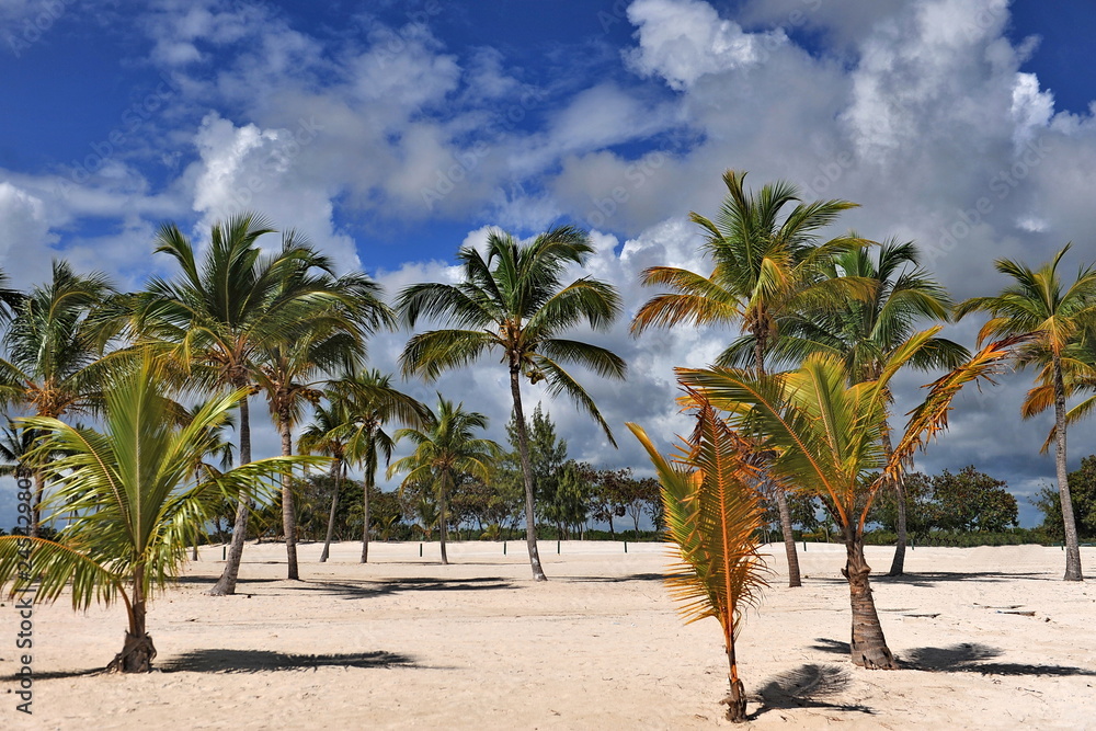 Beach with palm trees on the white sand.
