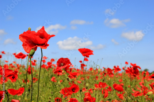 Fototapeta Naklejka Na Ścianę i Meble -  Feuerrot