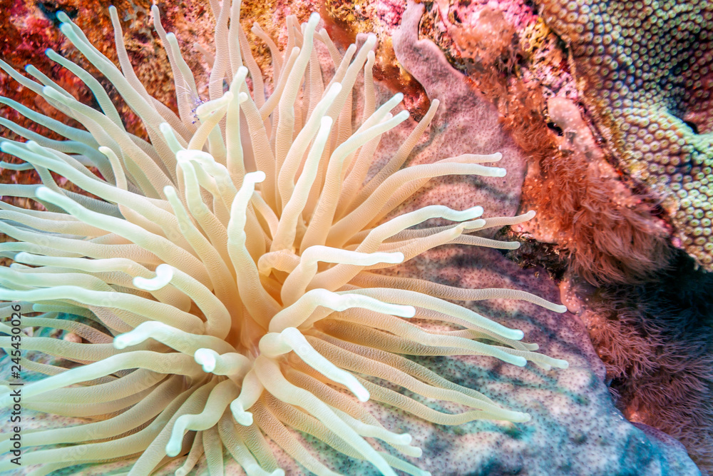 Obraz premium Close up os anemone