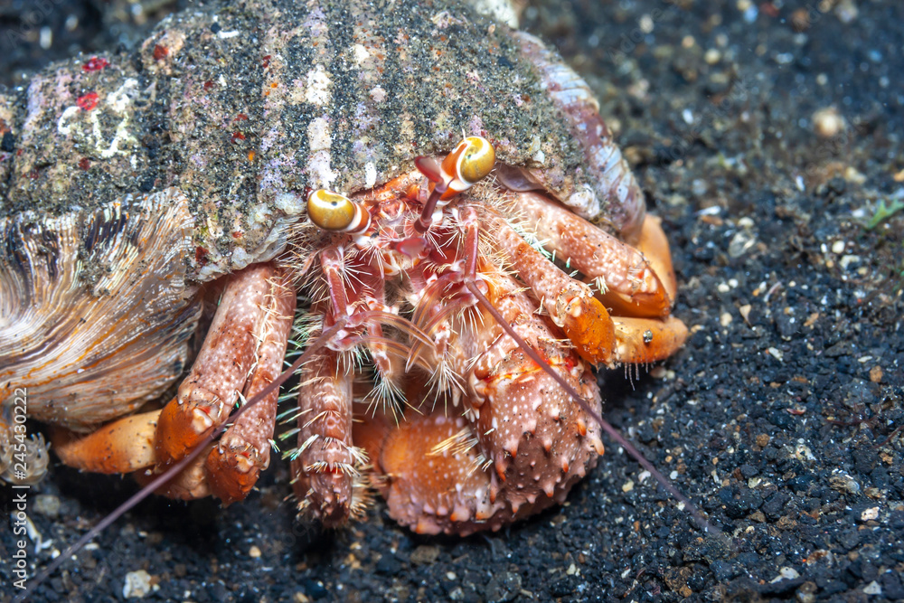 Underwater, Lembeh Strait,Indonesia