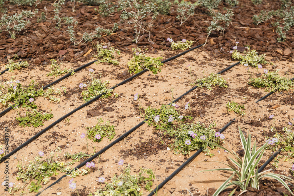 irrigation sand and plant in desert irrigation sand and plant in desert