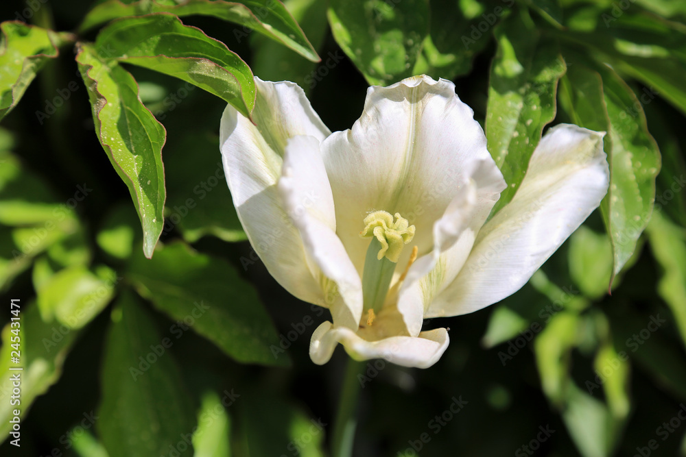 Weisse Tulpe mit Stempel und Staubblättern